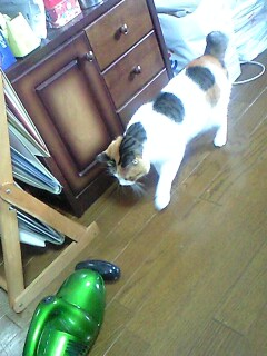 掃除機に敵対心を抱き、猫パンチをするミニ。