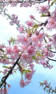 2010年03月12日 (Fri) 謎桜