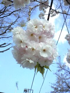 2010年04月10日 (Sat) 八重桜