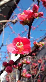 2011年03月19日 (Sat) 木瓜の花