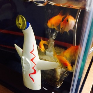 2015年09月05日 (Sat) お祭り金魚